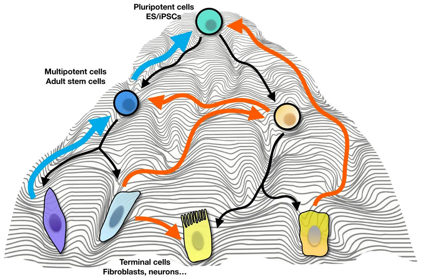 Waddington's epigenetic landscape showing pluripotent cells at the summit and differentiated terminal cells in the valleys